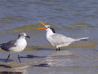 Royal Tern Sterna maxima  and Laughing Gull Fort Myers beach Florida USA