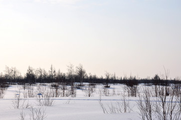 Winter evening and frosty lanskape from North. Naked trees, pines and white snow