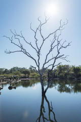 Death tree in dam