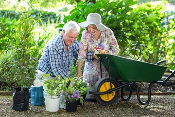 Senior couple planting in pots by wheelbarrow