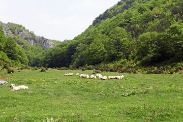 Meadow with sheep in Tesnei Mountains, Romania