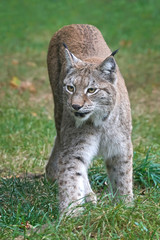 Eurasian lynx (Lynx lynx)