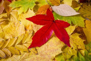 Autumn Leaves Background.  Leaves tree maple