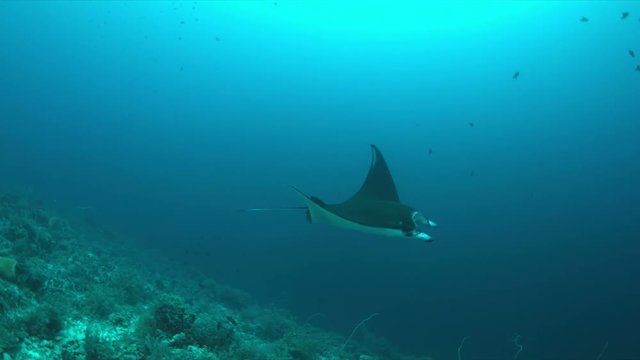 Manta ray swims on a colorful coral reef. Some sharks swimming around 4k footage