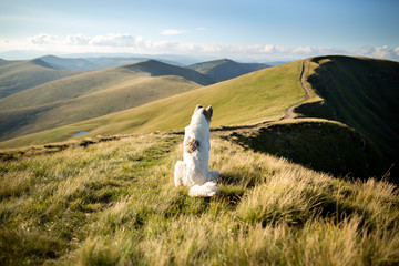 Naklejka premium Summer mountain landscape with dog