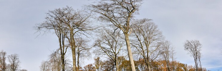 Panorama sur les cîmes de grands hêtres en forêt de Saint-Amand-les-Eaux. Hauts-de-France