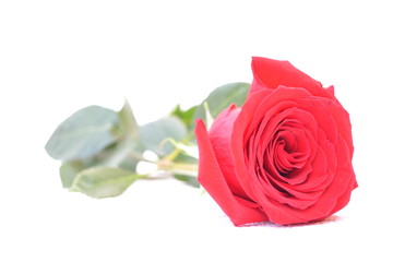 Красная роза