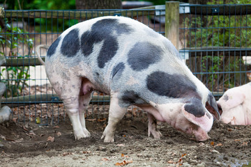 Fototapeta premium Domestic pig. Big pig. pig on a farm