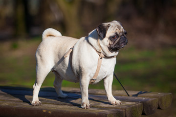 Fototapeta premium Pug dog. dog portrait