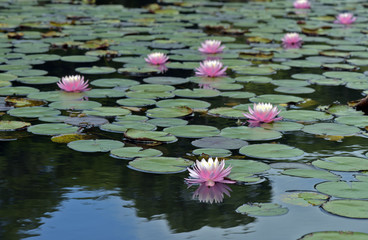 Pink water lily over blue and green lake