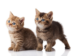 Two little blue eyes kitten.  British breed kittens  isolated on