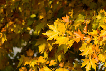 
yellow autumn leaves in nature
