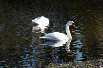 Fototapeta premium Schwäne