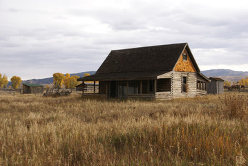 Autumn, golden trees and old western farm buildings