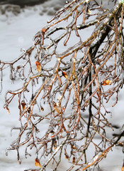 Freezing rain on the branches of trees