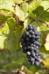 Weintrauben