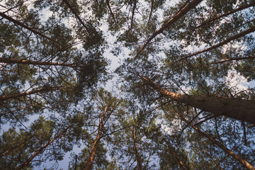 Fototapeta premium Walking in the forest. Giant pine trees, bottom view.