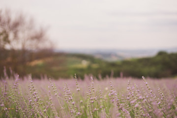 Spectacular lavender field in summer. Shallow focus.