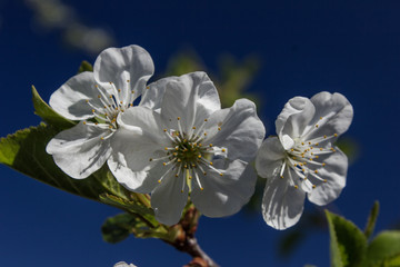 Three flowers on a branch of an apricot. Flowers on the tree in the spring garden.