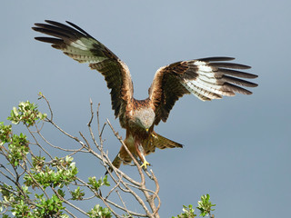 Red kite (Milvus milvus)
