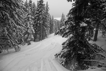 trails in the forest, Meribel, France.