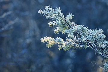 Juniper branch in frost festive winter background, natural Christmas tree