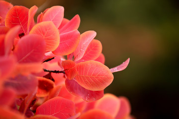 Pink leaves on the branch bush close-up