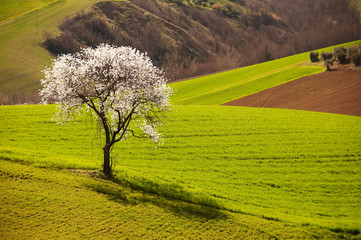 Counstryside spring landscape with blooming tree