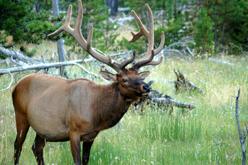 Naklejka na ściany i meble Large Bull Elk in Yellowstone National Park Wyoming