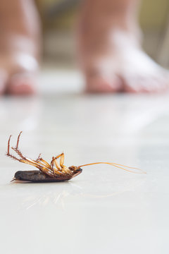 Dead cockroach on floor