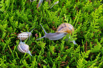 Snails ( Helix pomatia) eat the green shoots.