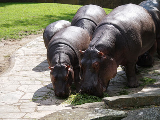 Hippo famliy