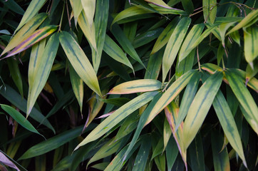 Closeup of bamboo leaves