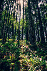 Fototapeta premium Filtered Light