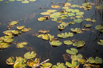 European white water lily