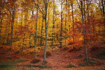 Autumn in the forest of Romania