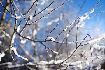 Branches covered with frost on winter day