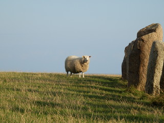 Schaf bei der Ales Stenar