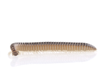 Diplopoda