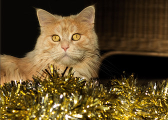 Maine Coon cat with golden tinsel