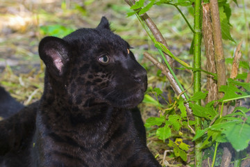 Young and black jaguar