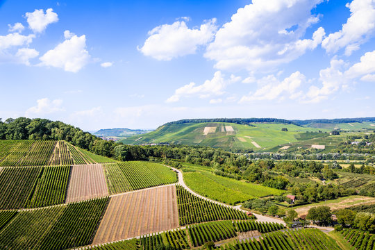 Weinanbau in weinsberg am Neckar wein reben
