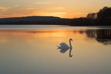 Fototapete Rund Ballallia Swan © Aidan
