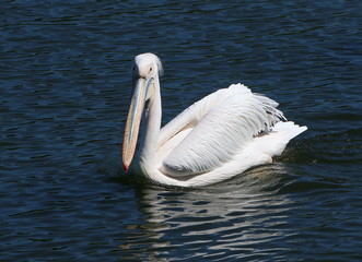 Eastern or Great White Pelican (Pelecanus onocrotalus) swimming at close range in a lake.
