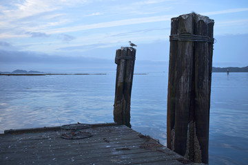 Seagull on the Dock