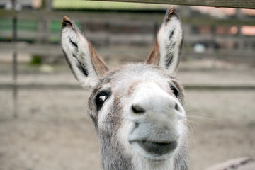 Funny donkey close-up portrait