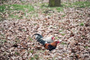 Two cocks walking in the forest