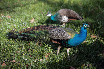 Fototapeta premium Two peacocks on the grass