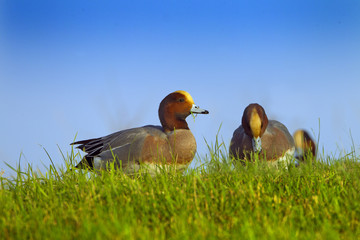 Wigeon Anas penelope feeding on grass at the side of a creek