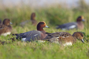 Wigeon Anas penelope feeding on grass at the side of a creek